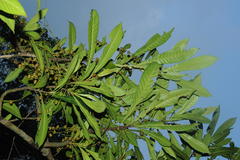 Agrostistachys borneensis